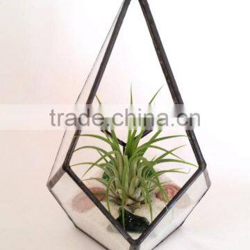 Kure Beach Sea Shells Black Metal Pyramid Ionantha Air Plant Glass Terrarium