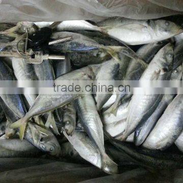 frozen WR IQF horse mackerel