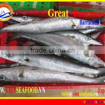 WHOLE ROUND FROZEN BARRACUDA FISH