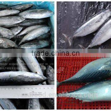 Best Price 300-500G Frozen Bonito Fish photo-3
