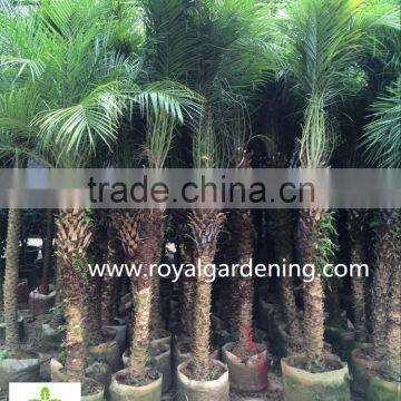 Phoenix Roebelenii Palm Tree Wholesale High 1.3-3m photo-2
