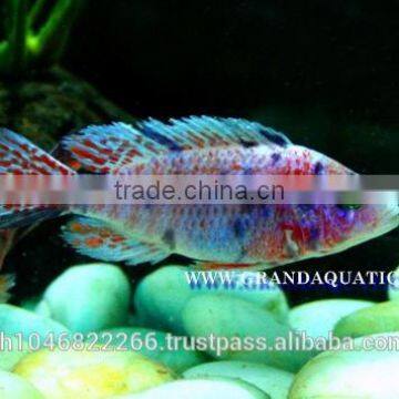 Malawi Cichlid Fish Farm For Sale and Export photo-6