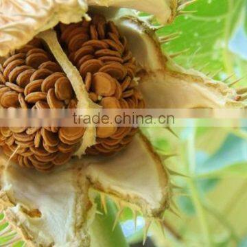 Datura Stramonium Extract photo-3
