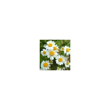 we supply Feverfew Extract, Parthenolide 0.8%,  Preventing migraine headaches, Easing menstrual cramps,Relieving the pain and inflammation of arthritis