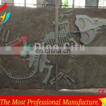 Museum exhibited dinosaur bone replica