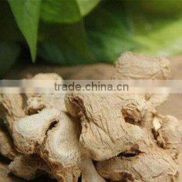 Dried ginger,rhizoma zingiberis,Food seasoning