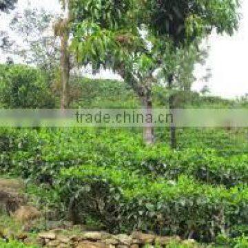 Suvimie Ceylon Ruhunu Black Tea photo-2