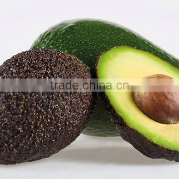 Hass Fresh Avocado