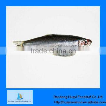 Fresh frozen seafood sardine for sale