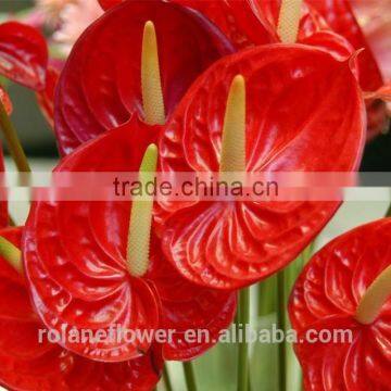 high quality natural anthurium flower for wholesale