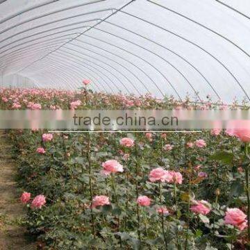 Clear Polycarbonate Sheet Greenhouse