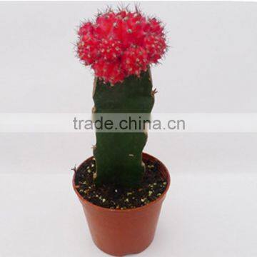 Office desk decoration red cactus plant