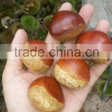 2015 Good quality buy chestnuts/fresh chestnuts/fresh raw chestnut