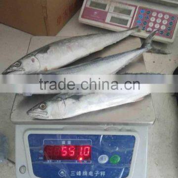 Cheap Price For Sea Frozen Fish Spanish Mackerel