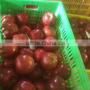 fresh apple for 2014 china