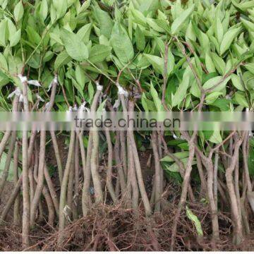 Mango tree seedling Mangifera indica tree seedlings