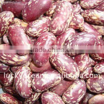 2015 PURPLE SPECKLED KIDNEY BEANS