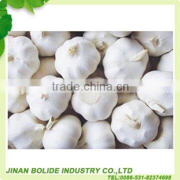 Favorites Compare Cheap Factory Prices!! garlic specification