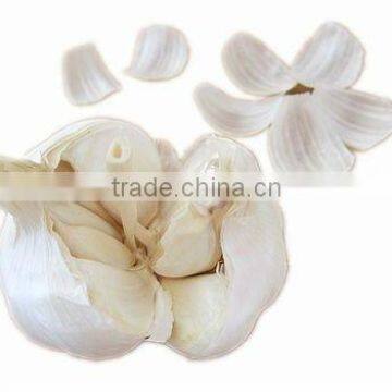 Fresh Garlic peeled pure white