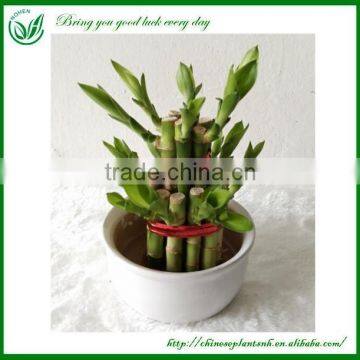 Mini Lucky Bamboo Christmas Tree Decoration