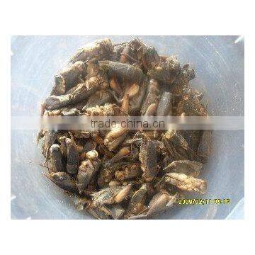 Microwaved Cricket Pet Food photo-2