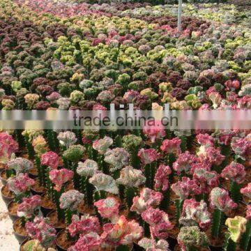 Euphorbia lactea f.cristata 'variegata'