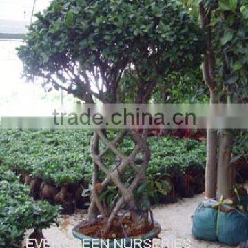 Ficus benjamina