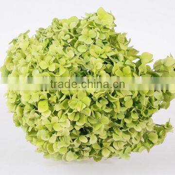 Top Selling Fresh Cut Flower Hydrangea Natural Flower For Mother's Gift Decorations Wholesale From China