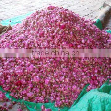 Indian Rose Oil pure fresh