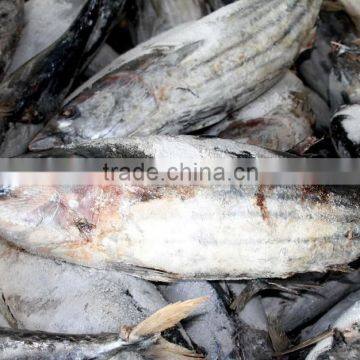 Salt Water Frozen Skipjack Tuna Fish photo-4