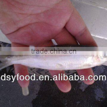 Frozen Canned Sardine photo-5