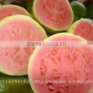 Pink ,White Guava Export in India photo-6