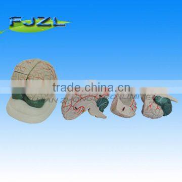 new style human anatomical Brain Model