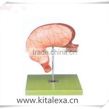 Gastric anatomical model KA-TP0009