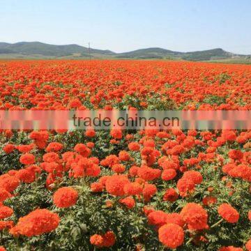Pure Natural Lutein of Marigold Extract to Protect Eyesight photo-3