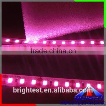 Pink Color LED Strip 2835,Led Light Strip Pink Colour photo-2