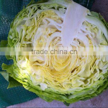 New Corp Round Purple Cabbage Fresh Cabbage