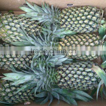 VIETNAM FRESH PINEAPPLE