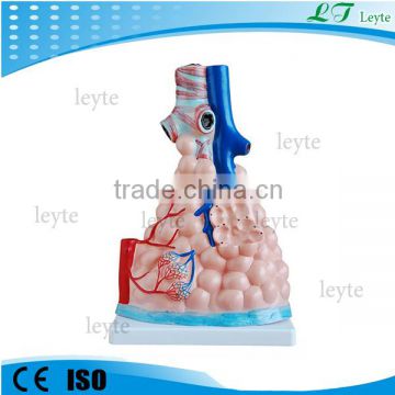 XC-302 Magnified Pulmonary Alveoli Model