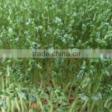 Automatic 100kg/day Barley Sprouting Machine photo-2