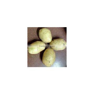 Fresh Potato