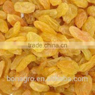 Raisin, Golden Raisin, Sultana Raisin on Sale