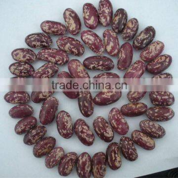 Purple Speckled Kidney Bean Crop 2011