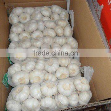 5.5cm FACTORY PURE WHITE FRESH GARLIC