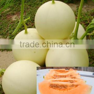 Hybrid F1 High Disease Resistant White Sweet Melon Seeds For Growing-Red Snow F1