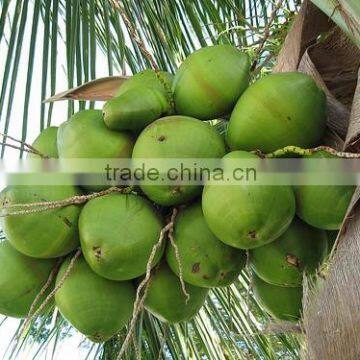 Canned Fresh Coconut Water 100% Coconut Water photo-3