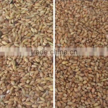 ZRWS High Quality Xinjiang Wheat Color Sorter With Competitive Price photo-4