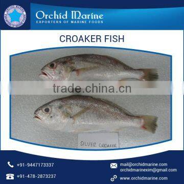 Good Taste Fresh and Organic Frozen Croaker Fish From Reputed Manufacturer photo-3