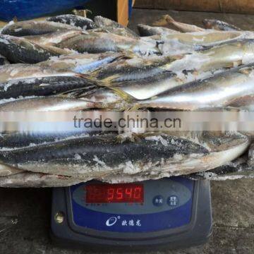 Block Frozen Pacific Mackerel photo-5