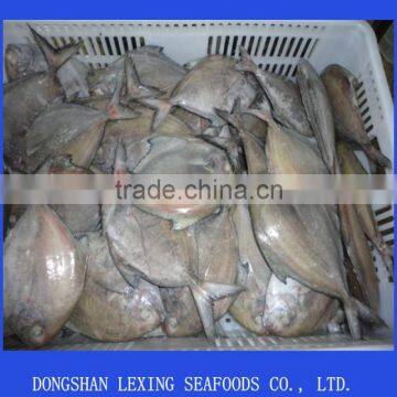 frozen whole round black pomfret